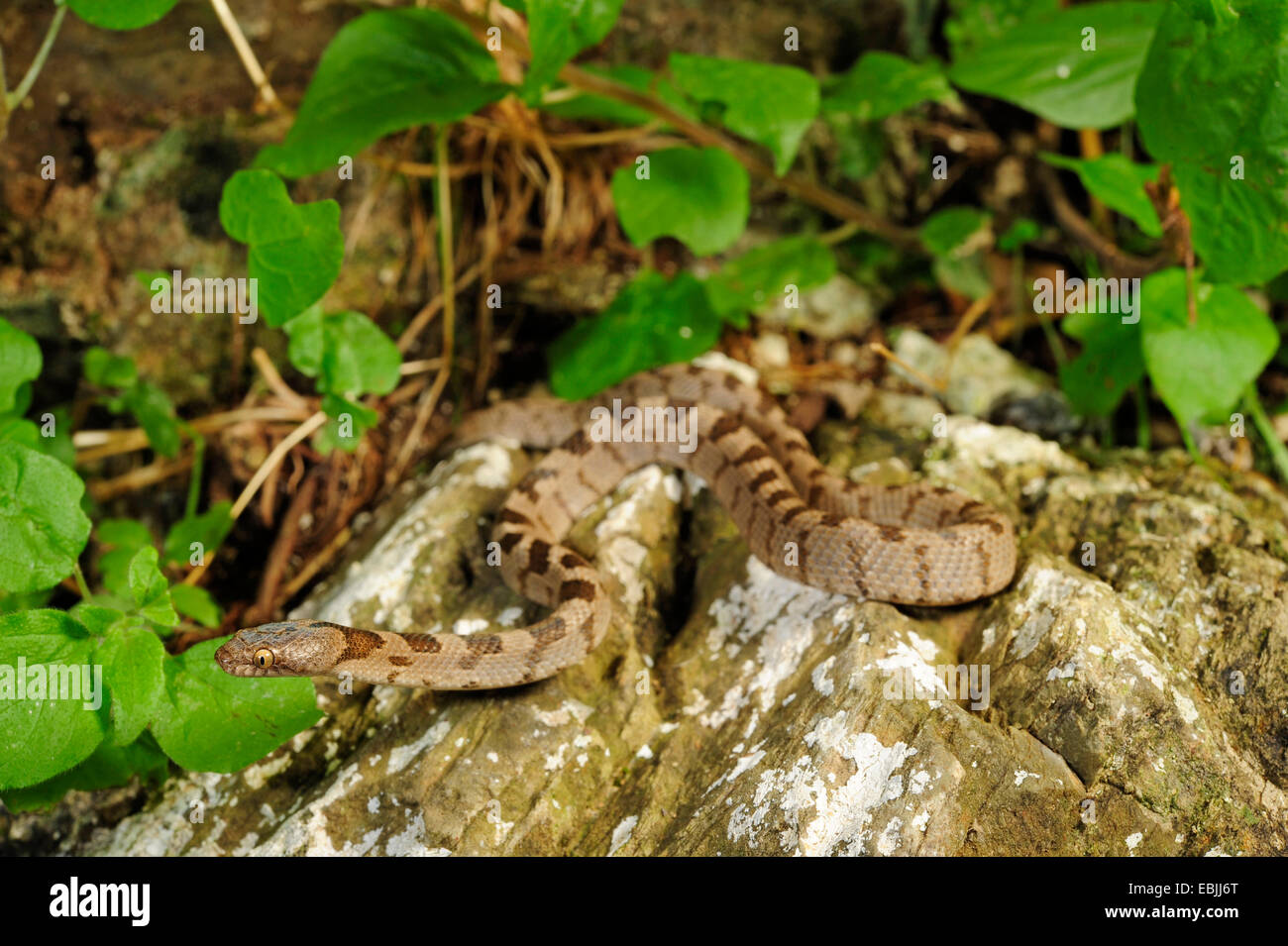 Cat snake, Europeo cat snake (Telescopus fallax), capretti, Grecia, Peloponnes, Mani Foto Stock