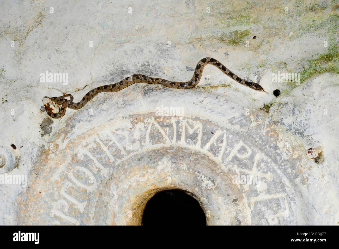 Cat snake, Europeo cat snake (Telescopus fallax), striscianti in corrispondenza di un pozzetto, Grecia, Peloponnes Foto Stock