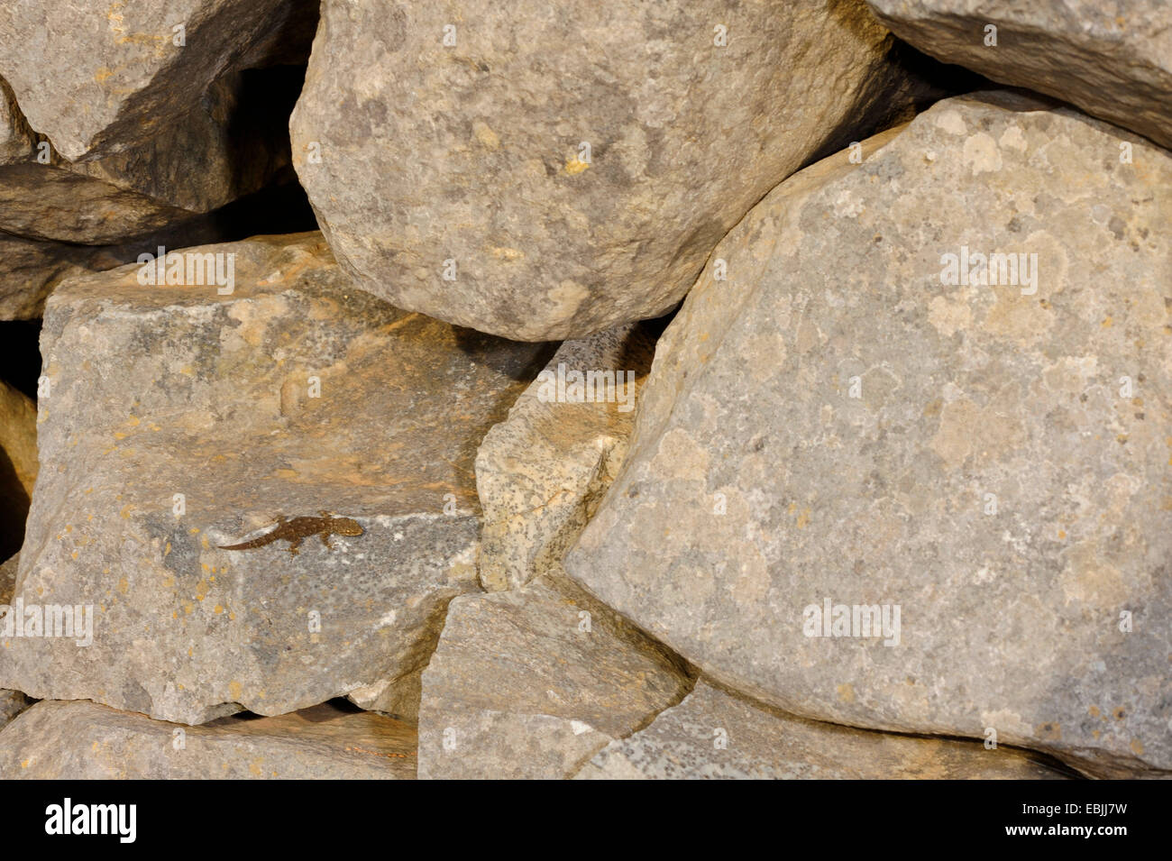 Kotschy's gecko (Mediodactylus kotschyi, Cyrtodactylus kotschyi), il geco in corrispondenza di una parete, Grecia, Peloponnes Foto Stock