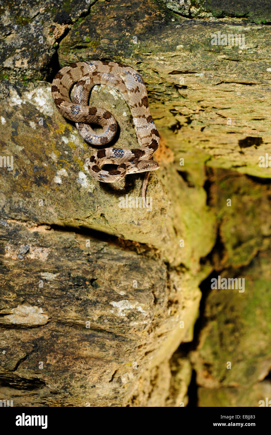 Cat snake, Europeo cat snake (Telescopus fallax), giacente su una parete, Grecia, Peloponnes Foto Stock