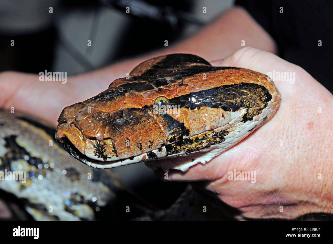 Python birmano, Indiana (Python Python molurus, Python molurus molurus), man tenendo la testa di un catturato per python, Sri Lanka, Sinharaja Forest National Park Foto Stock