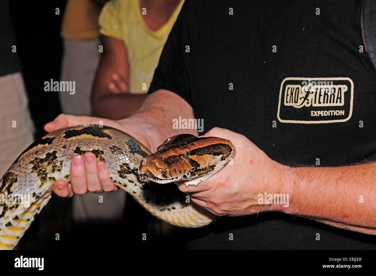 Python birmano, Indiana (Python Python molurus, Python molurus molurus), man tenendo la testa di un catturato per python, Sri Lanka, Sinharaja Forest National Park Foto Stock