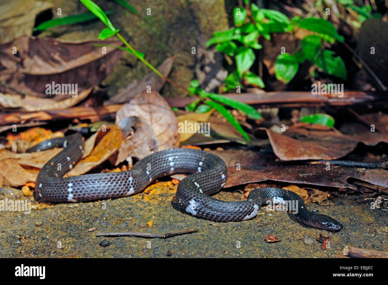 Sri Lanka Wolf Snake (Cercaspis carinatus), avvolgimento sul terreno, Sri Lanka, Sinharaja Forest National Park Foto Stock