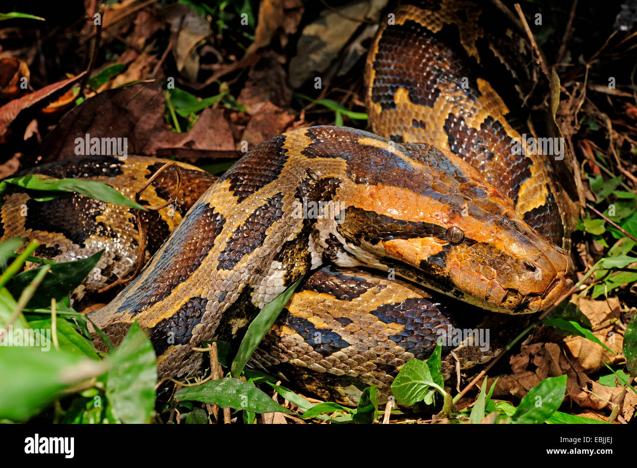 Python birmano, Indiana (Python Python molurus, Python molurus molurus ), sul grpund, Sri Lanka, Sinharaja Forest National Park Foto Stock