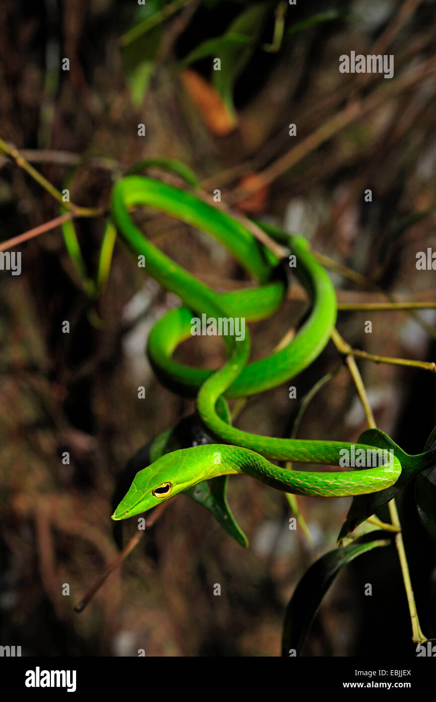Longnose whipsnake, verde vine snake (Ahaetulla nasuta), insinuando una bussola, Sri Lanka, Sinharaja Forest National Park Foto Stock