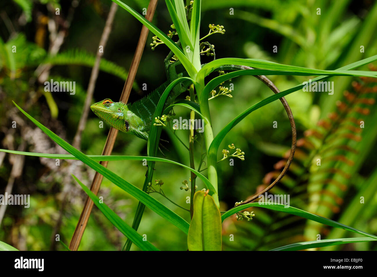 Struttura comune lizard (Calotes calotes), maschio su un impianto, Sri Lanka, Sinharaja Forest National Park Foto Stock