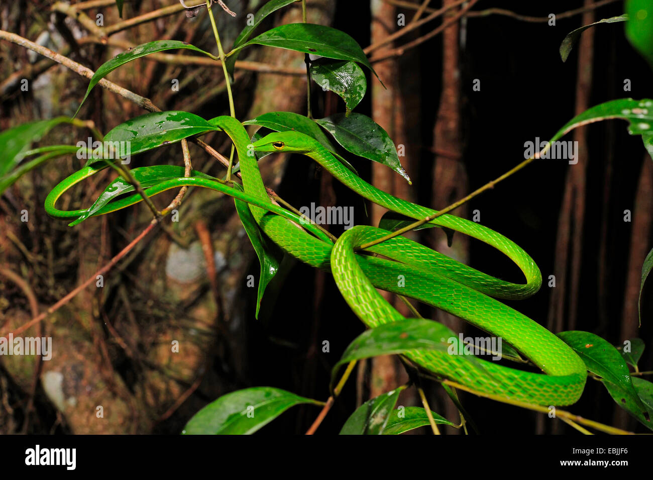 Longnose whipsnake, verde vine snake (Ahaetulla nasuta), insinuando una bussola, Sri Lanka, Sinharaja Forest National Park Foto Stock
