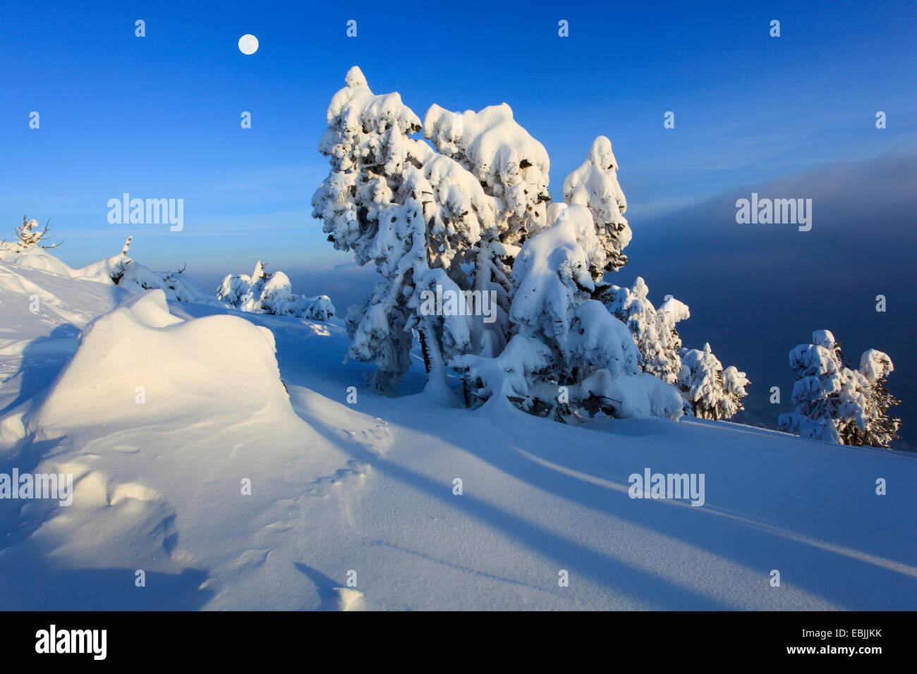 Abete (Picea abies), snowcovered conifere a Niederhorn in serata con la luna piena, Svizzera Oberland bernese Foto Stock