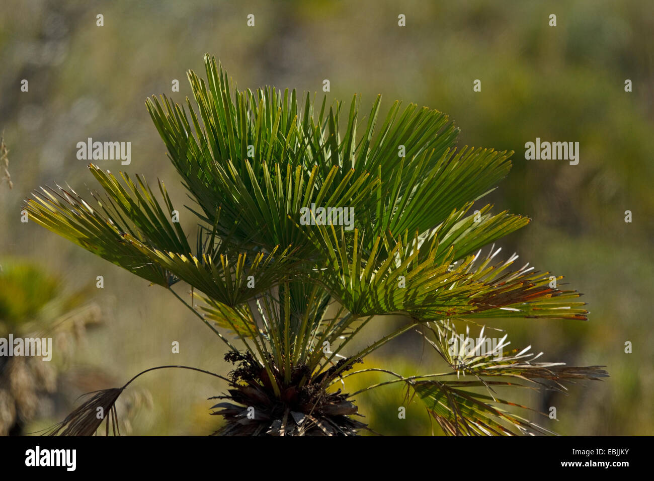 Ventola europeo palm, Mediterraneo palma nana, palma nana (Chamaerops humilis), Maiorca Spagna Foto Stock