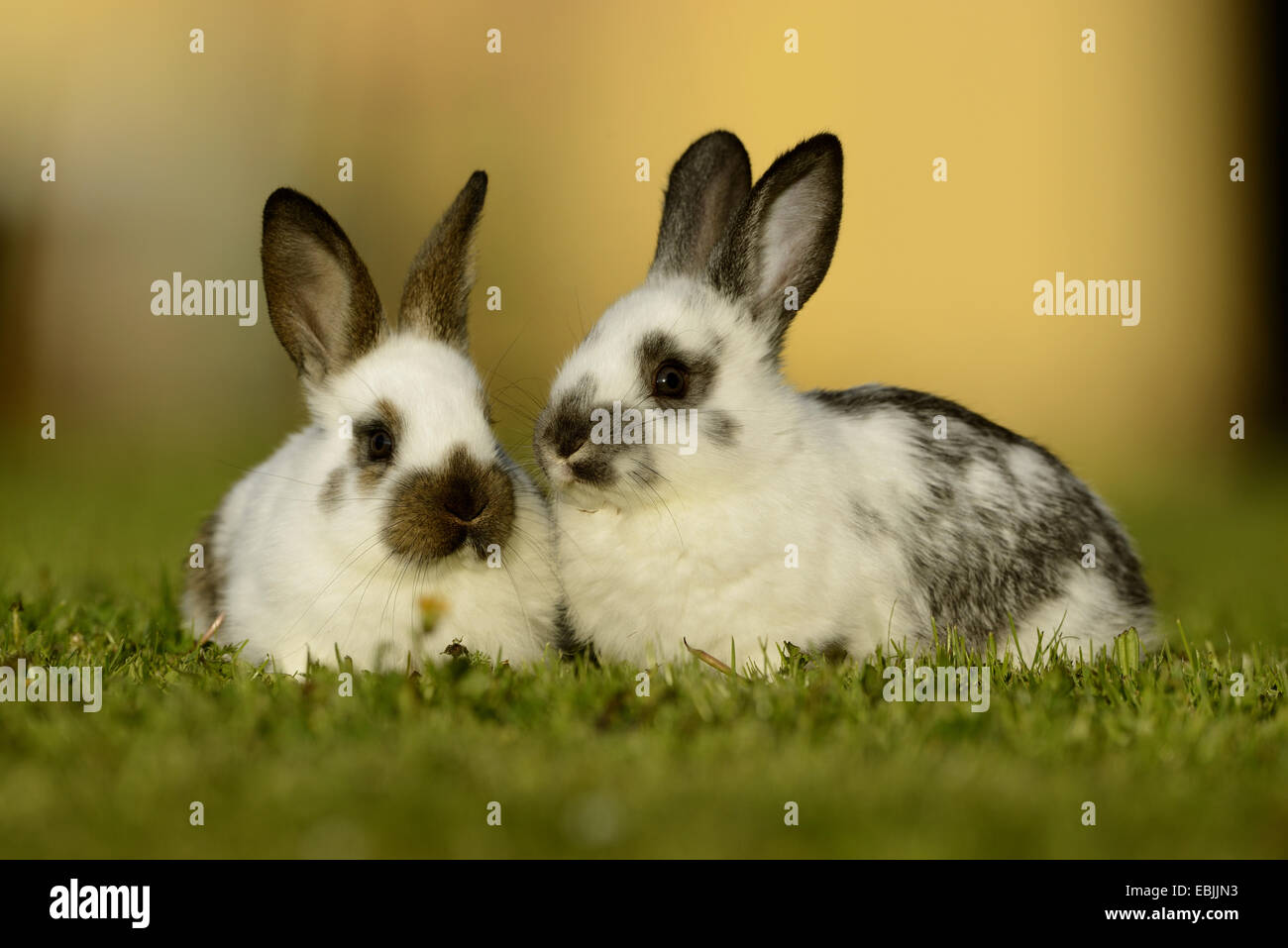 Il coniglio domestico (oryctolagus cuniculus f. domestica), due in bianco e nero coniglietti in un prato Foto Stock