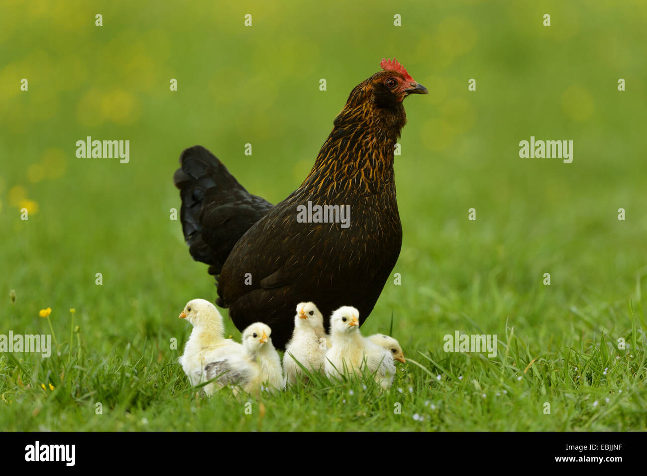 Galli e galline (Gallus gallus f. domestica), Gallina con una settimana di età polli in un prato, Germania Foto Stock