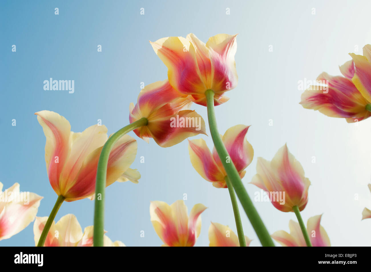 Basso angolo vista di rosa e gialli ombreggiati i tulipani Foto Stock