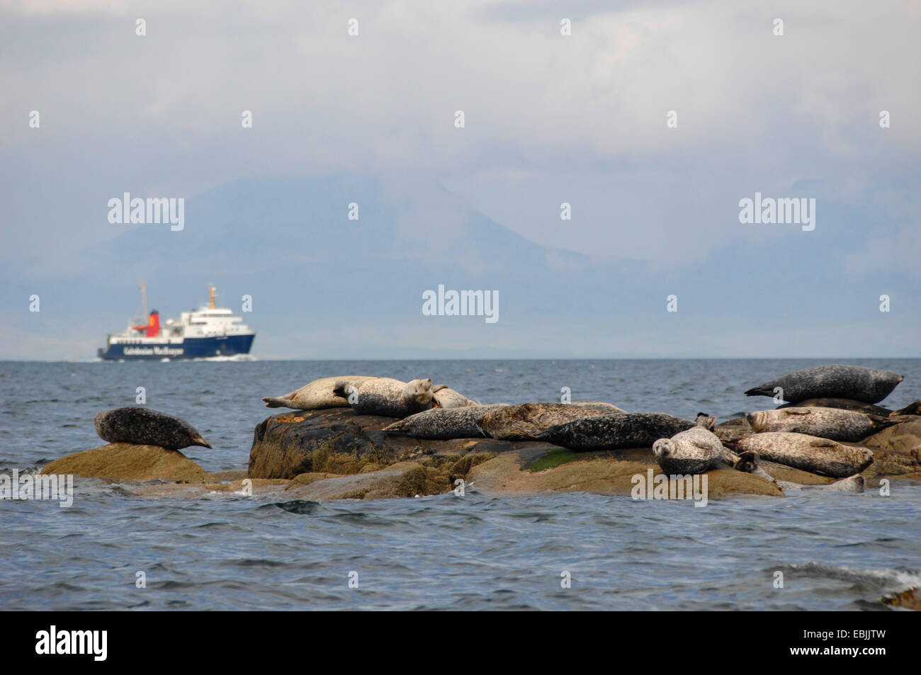 Guarnizione di tenuta del porto, guarnizione comune (Phoca vitulina), vista da Kintyre ad una colonia di foche sulle rocce in acqua con un traghetto a Islay in background, Regno Unito, Scozia Foto Stock