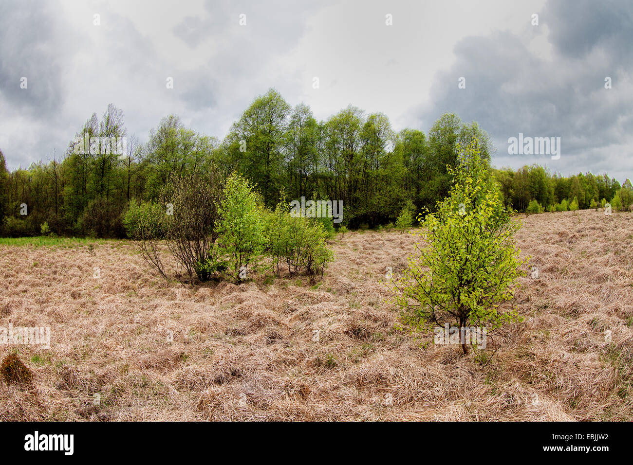 Gli alberi dei Carpazi (Betula pubescens subsp. carpatica), il legno in una melma, Germania, Renania-Palatinato, Bragphenn bei Ormont Foto Stock