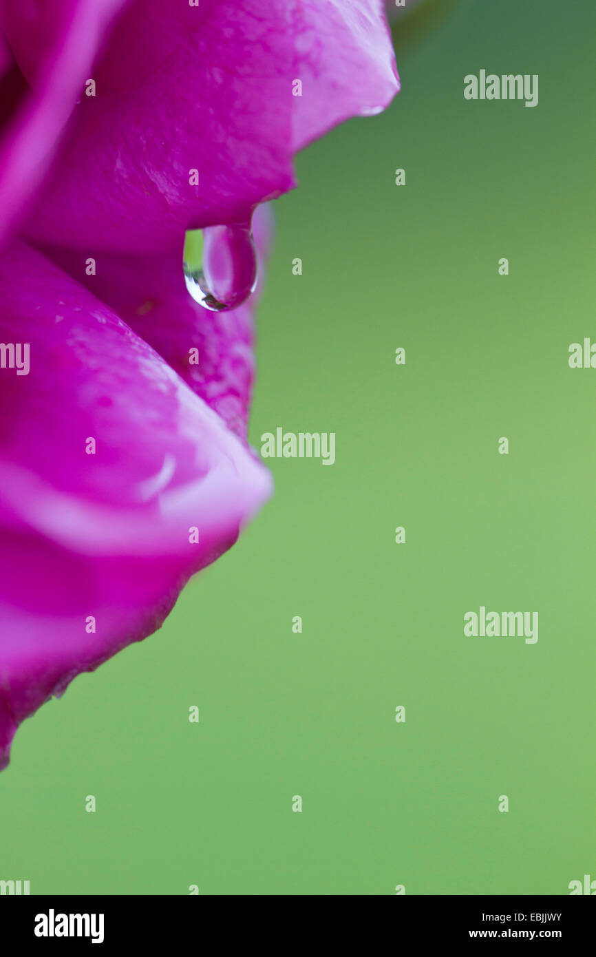 Bocciolo di rosa con raindrop, Germania Foto Stock
