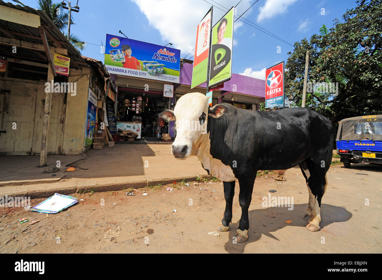 Gli animali domestici della specie bovina (Bos primigenius f. taurus), mucca in un villaggio, Sri Lanka Foto Stock