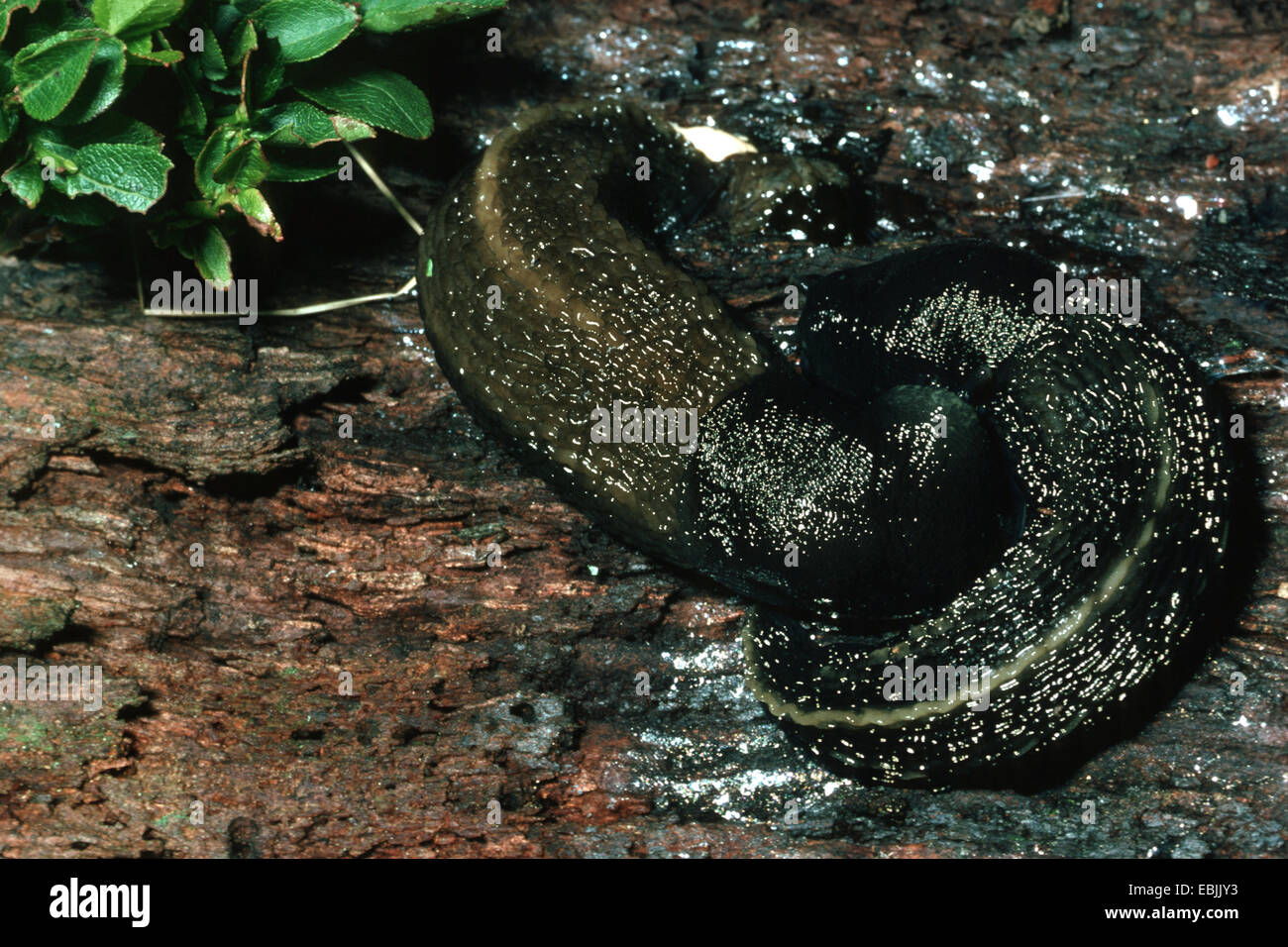 Ash-nero (slug Limax cinereoniger), due animali su legno morto Foto Stock