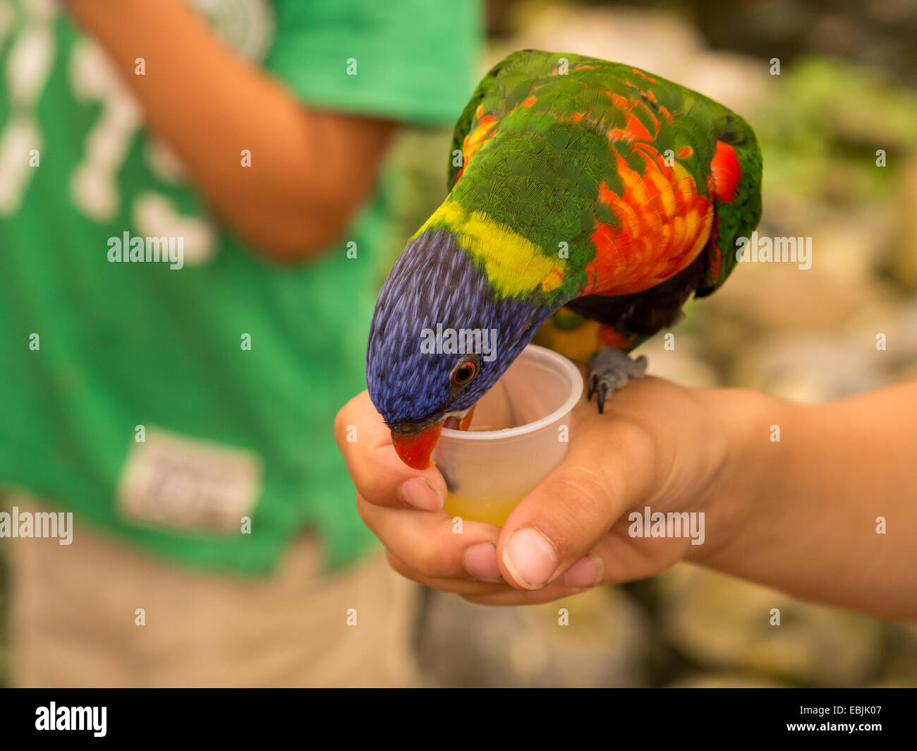 Lori pappagallo forma bere un bicchiere di plastica mentre in piedi su una  mano alle persone Foto stock - Alamy