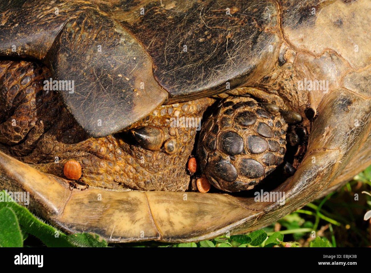 Sperone-thighed tartaruga, sperone mediterraneo-thighed, tartaruga testuggine comune, tartaruga greca (Testudo graeca), zecche sul lato posteriore, Grecia, Thrakien Foto Stock