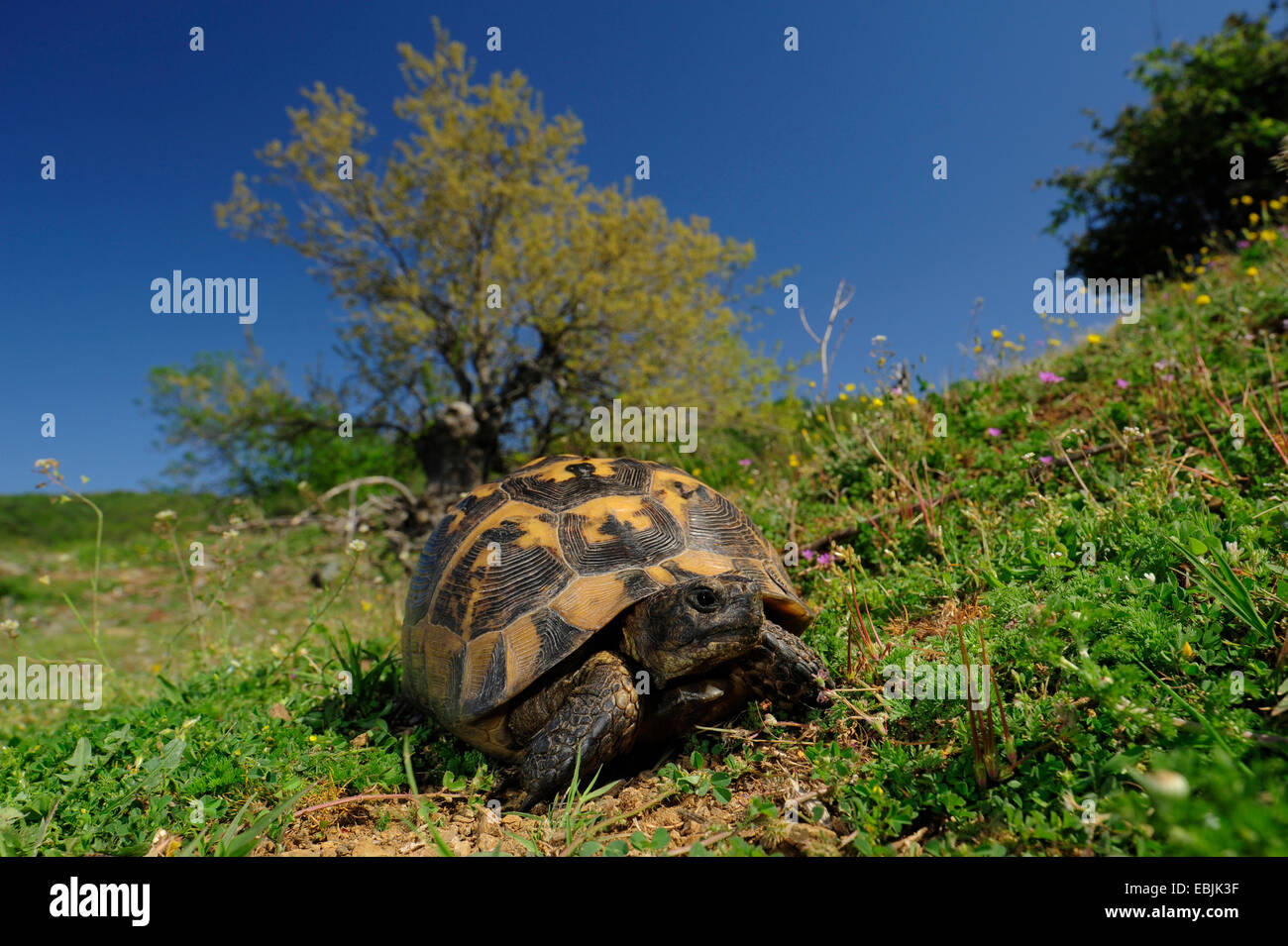 Sperone-thighed tartaruga, sperone mediterraneo-thighed, tartaruga testuggine comune, tartaruga greca (Testudo graeca), passeggiate, Grecia Foto Stock