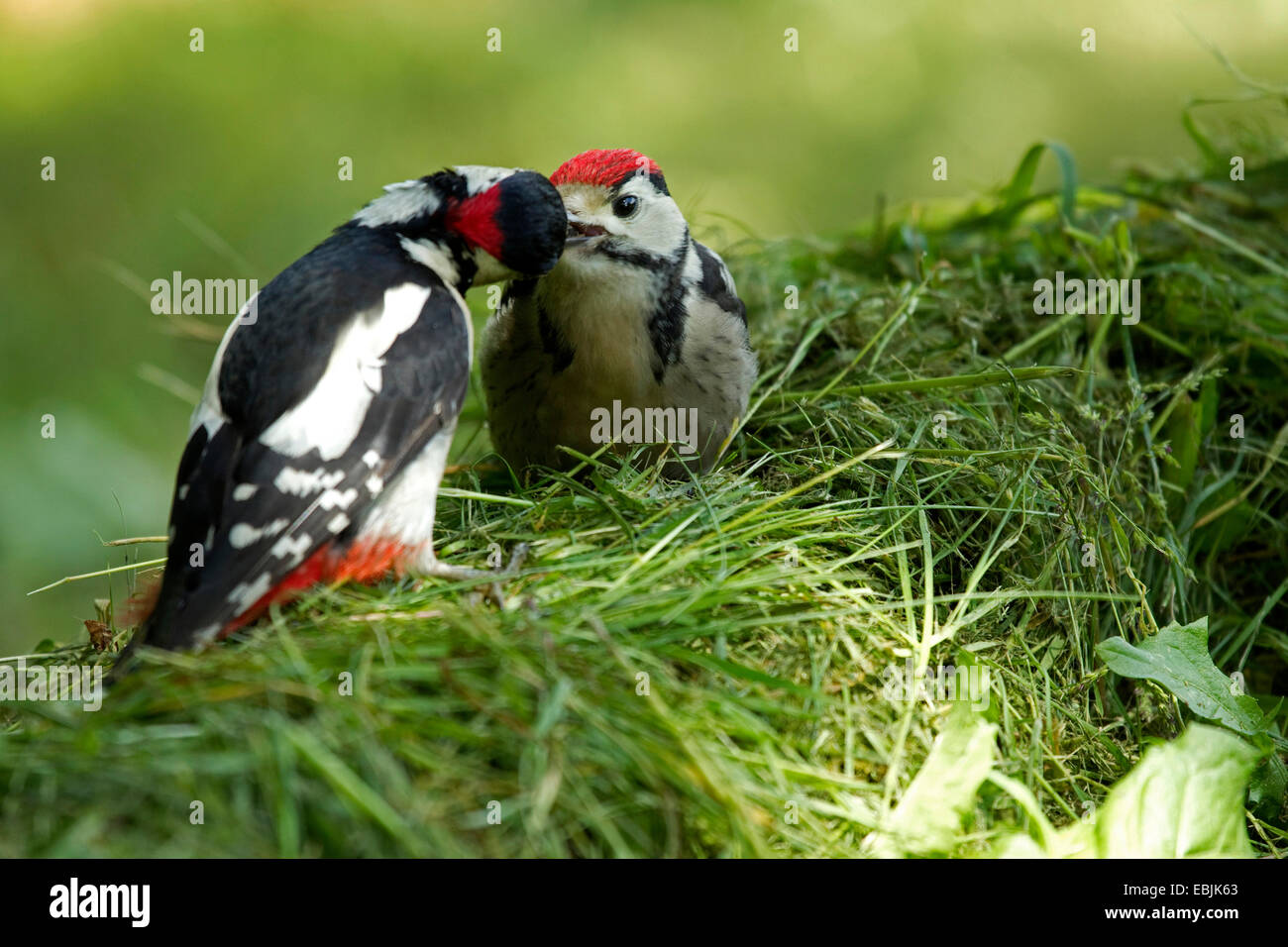 Picchio rosso maggiore (Picoides major, Dendrocopos major), Adulto alimentazione squeaker, Germania Foto Stock