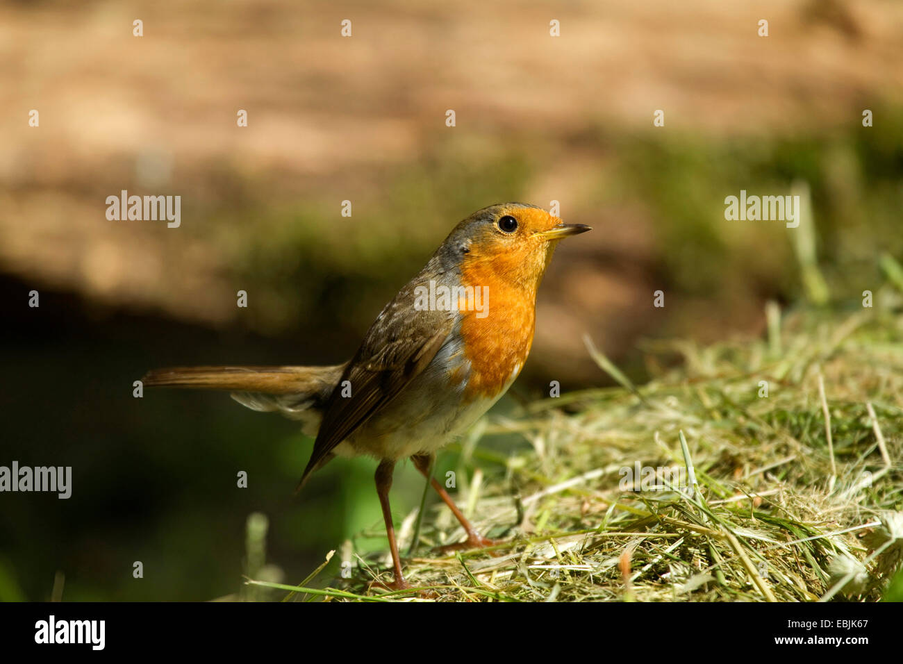 Unione robin (Erithacus rubecula), seduto su un pagliaio, Germania Foto Stock