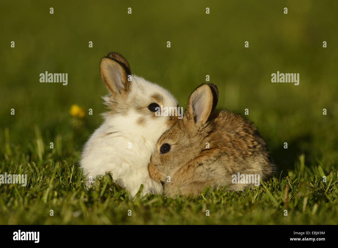 Il coniglio domestico (oryctolagus cuniculus f. domestica), coniglietto bianco marrone con bunny la sera sun Foto Stock