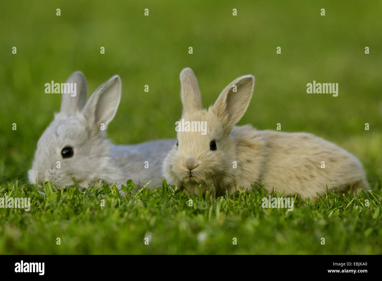 Il coniglio domestico (oryctolagus cuniculus f. domestica), beige bunny con il grigio bunny in un prato Foto Stock