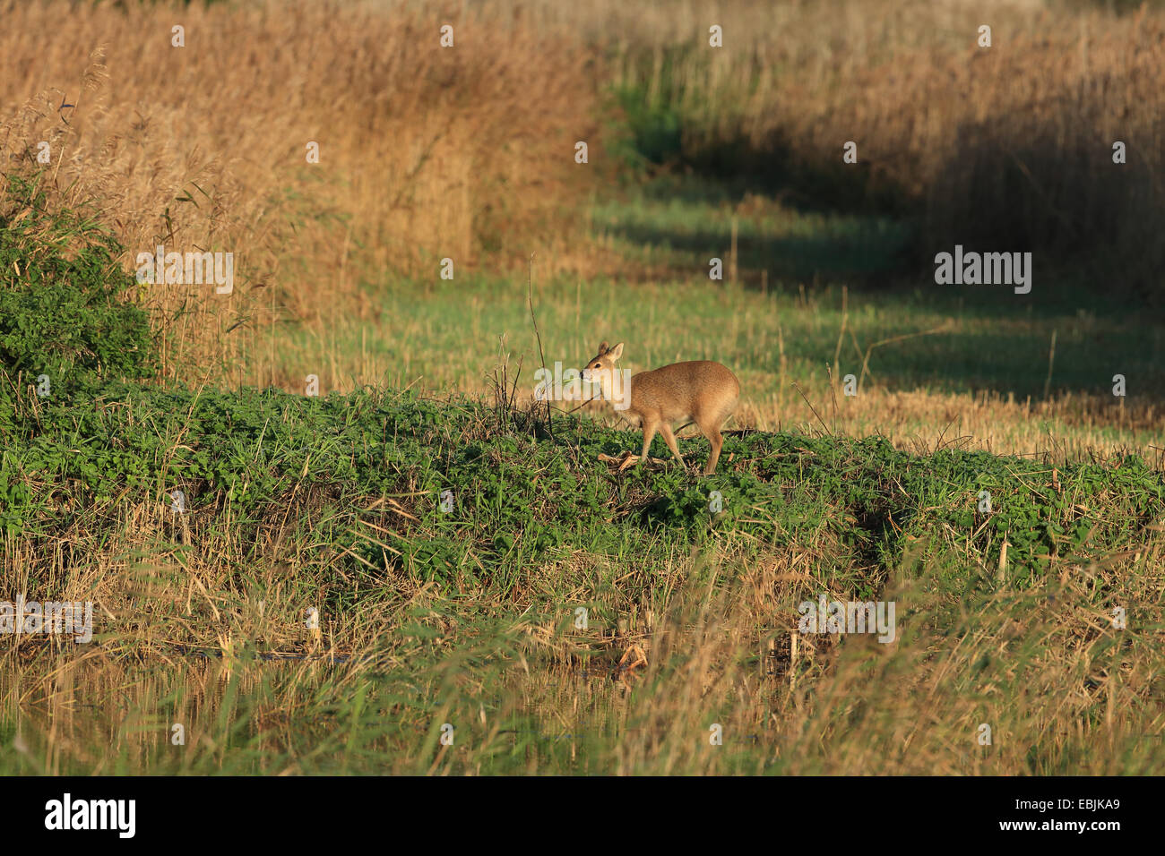 Acqua cinese Deer (Hydropotes inermis) Foto Stock