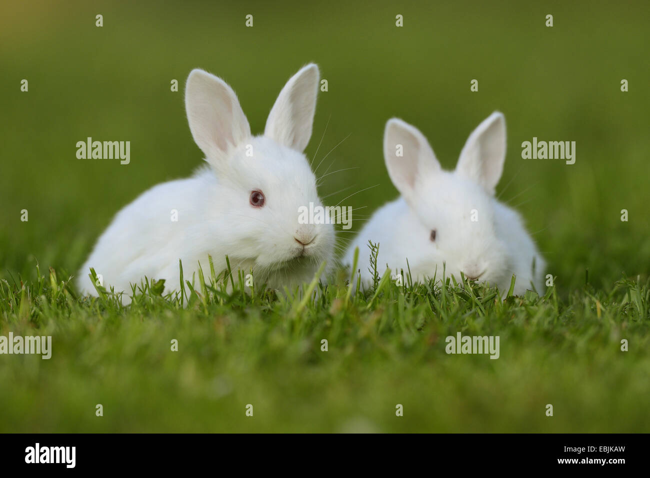 Il coniglio domestico (oryctolagus cuniculus f. domestica), due conigli bianchi in un prato Foto Stock