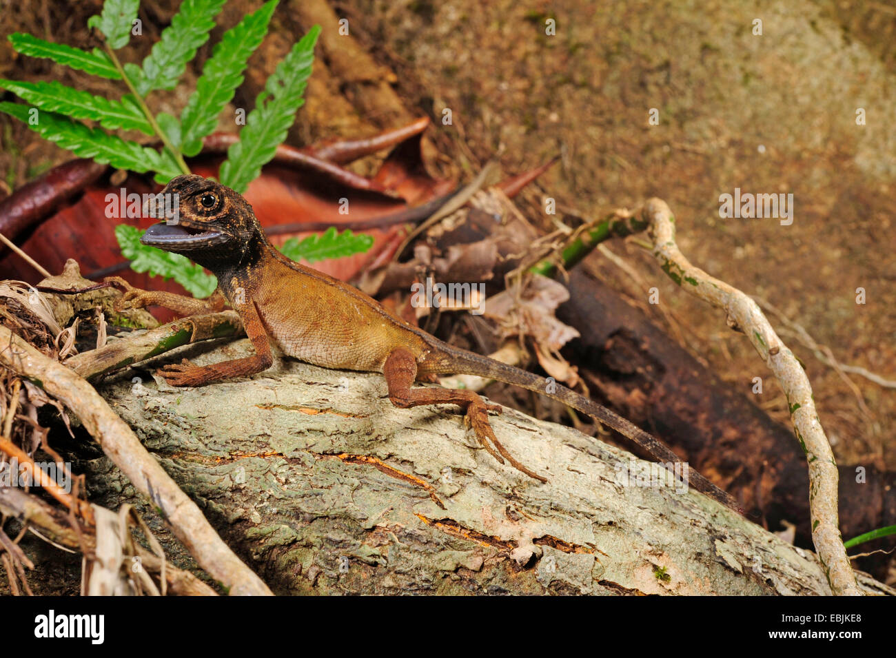 Marrone-patchato Kangaroo lizard, Wiegmann la AGAMA SA, Sri Lanka Kangaroo Lizard (Otocryptis wiegmanni), i capretti in difesa della postura, Sri Lanka, Sinharaja Forest National Park Foto Stock