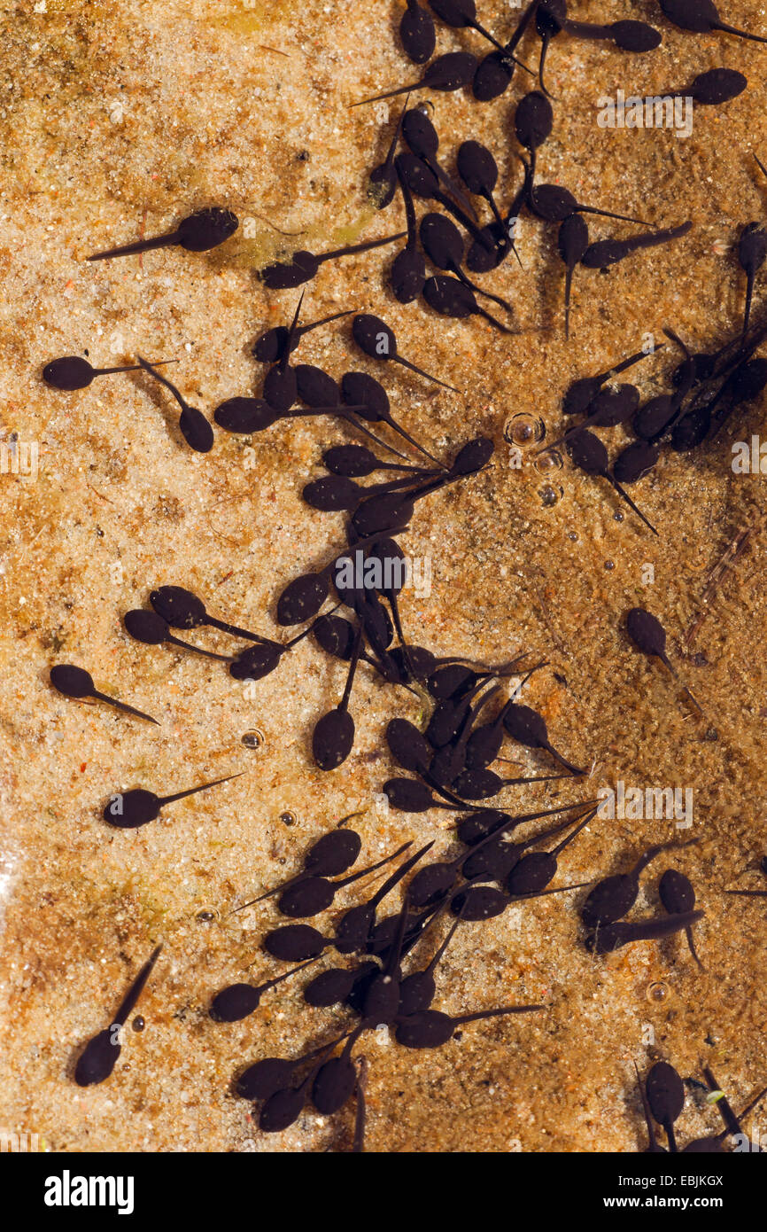 Natterjack toad, natterjack, British toad (Bufo calamita), Girini, Germania, Schleswig-Holstein Foto Stock