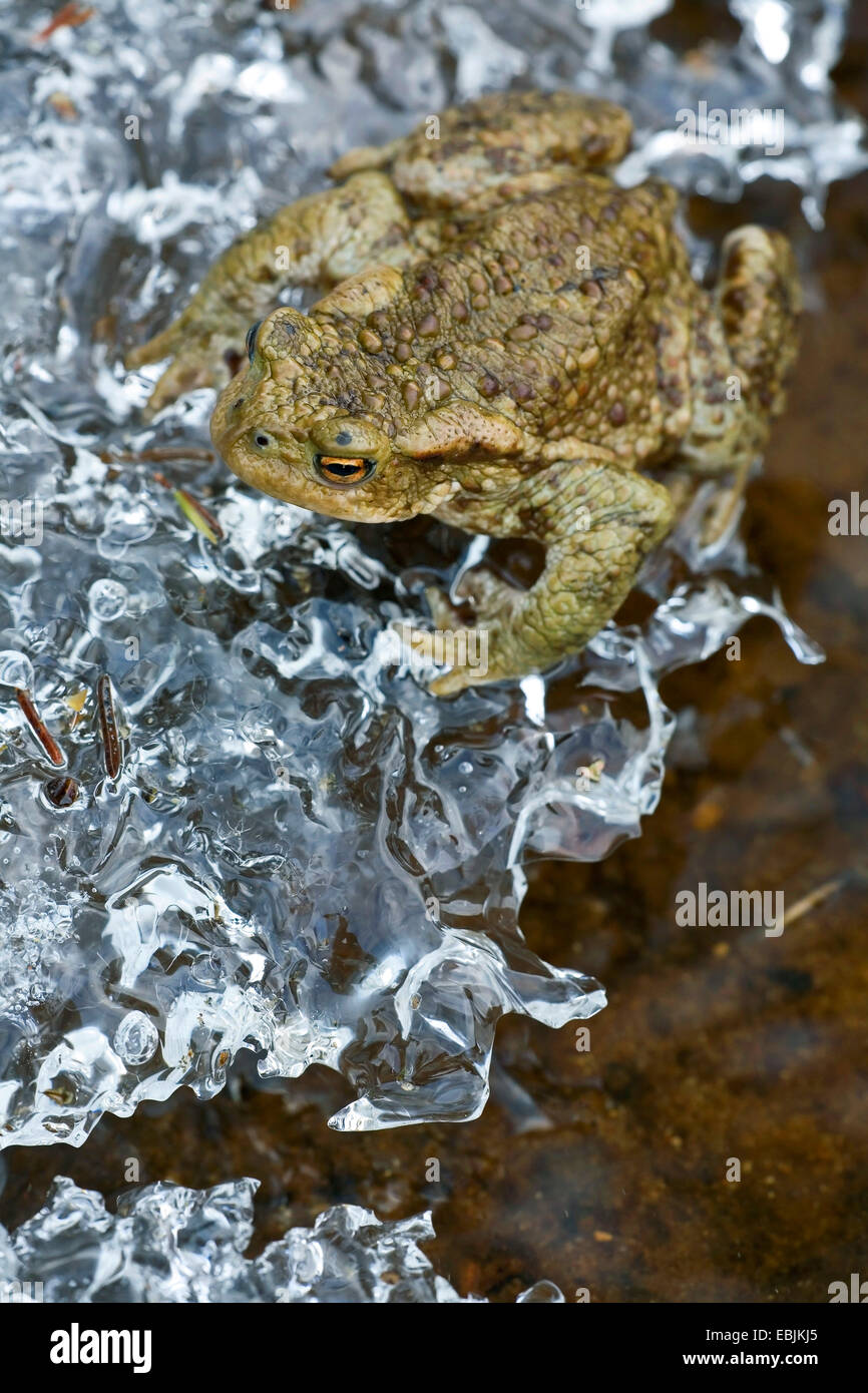 Europeo di rospo comune (Bufo bufo), seduti a bordo di un laghetto congelato, Svezia, Vaermland Foto Stock