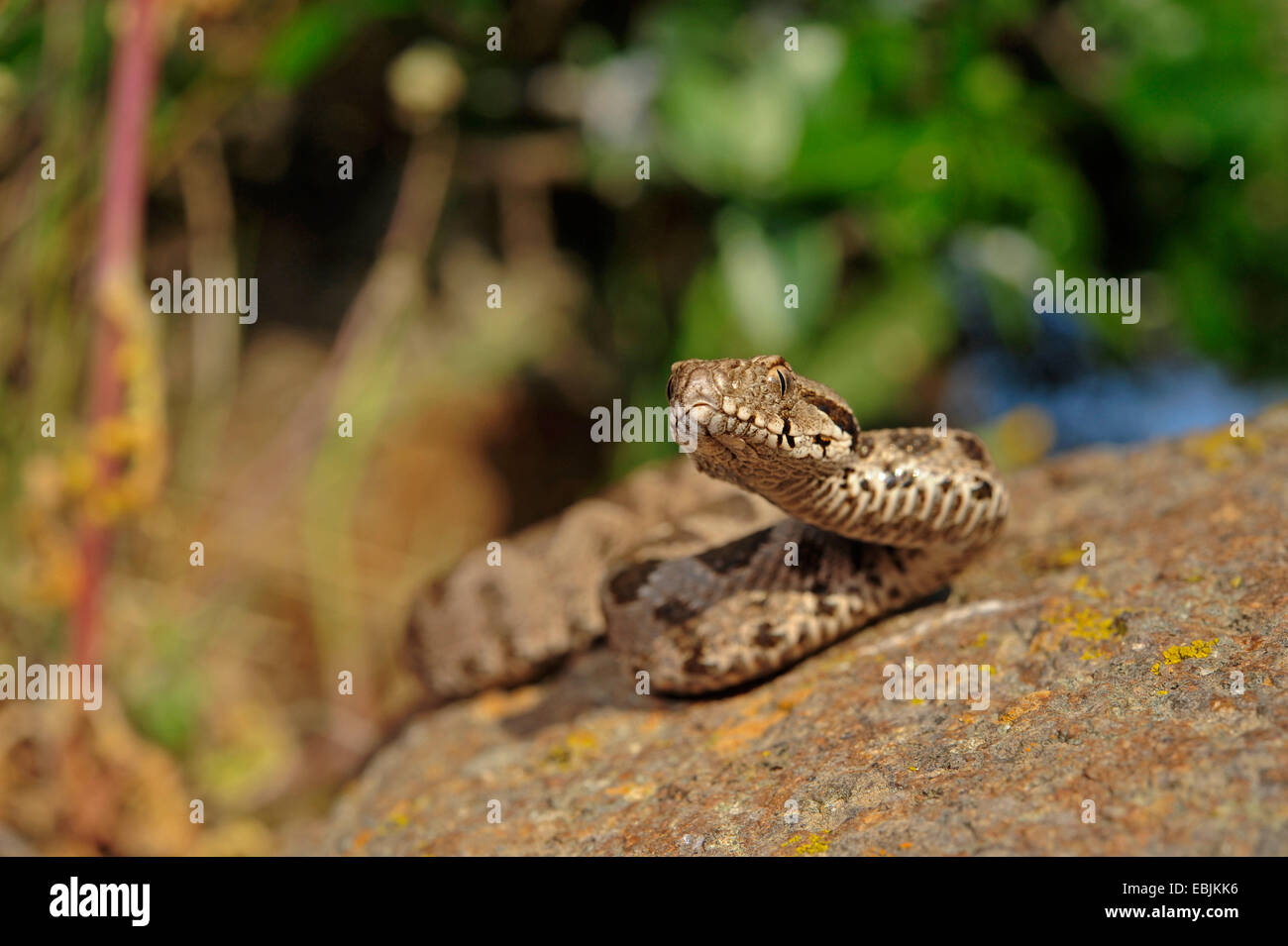 Coastal viper, costiere europee, Viper Viper Ottomano, Vicino Oriente viper (Vipera xanthina, Daboia xanthina, Montivipera xanthina), capretti su una roccia a prendere il sole, Grecia, Thrakien Foto Stock