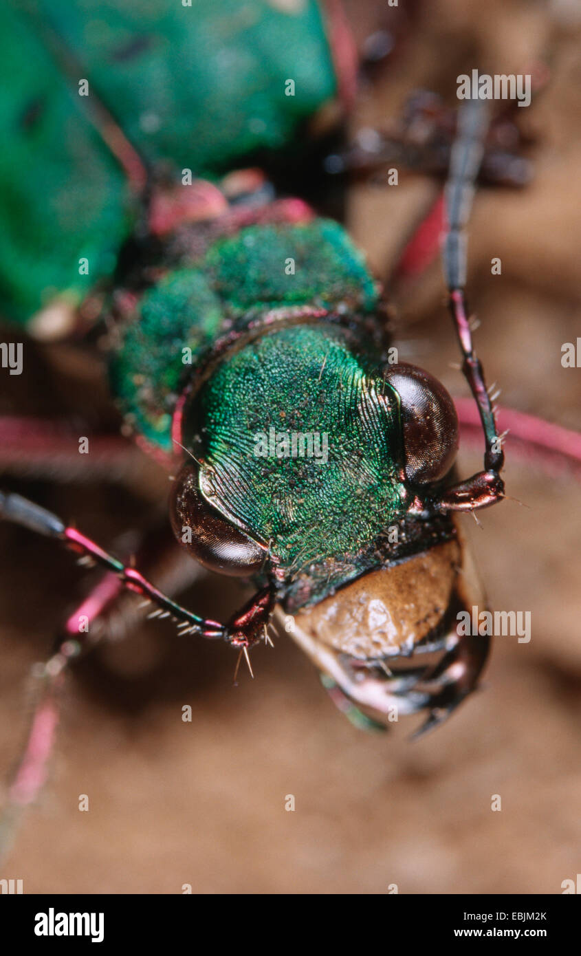 Green tiger beetle (Cicindela campestris), vista dall'alto sulla testa Foto Stock