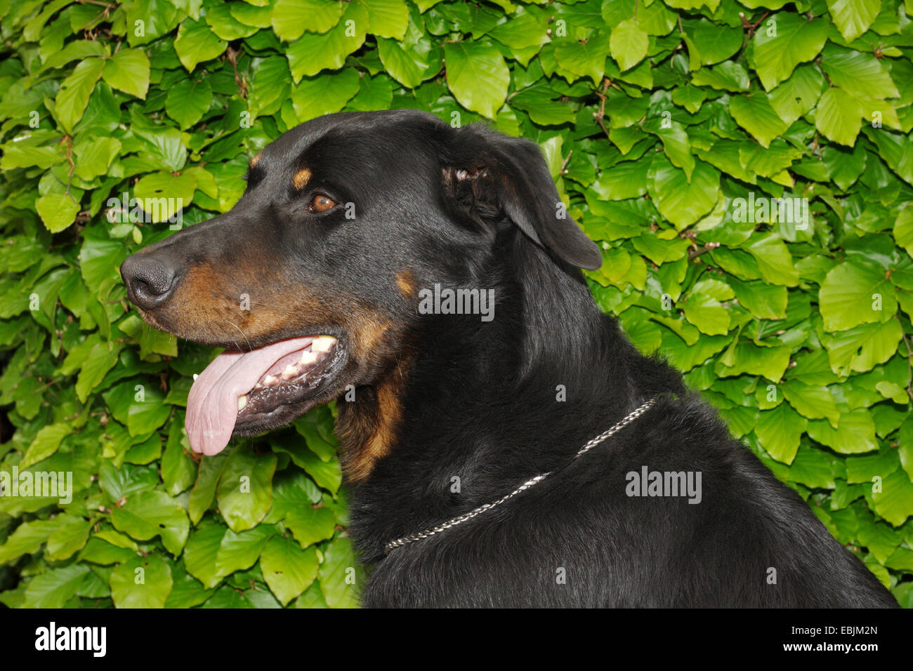 Berger de Beauce, Beauceron (Canis lupus f. familiaris), laterale ritratto di un bambino di 4 anni maschio nella parte anteriore di una siepe, Germania Foto Stock