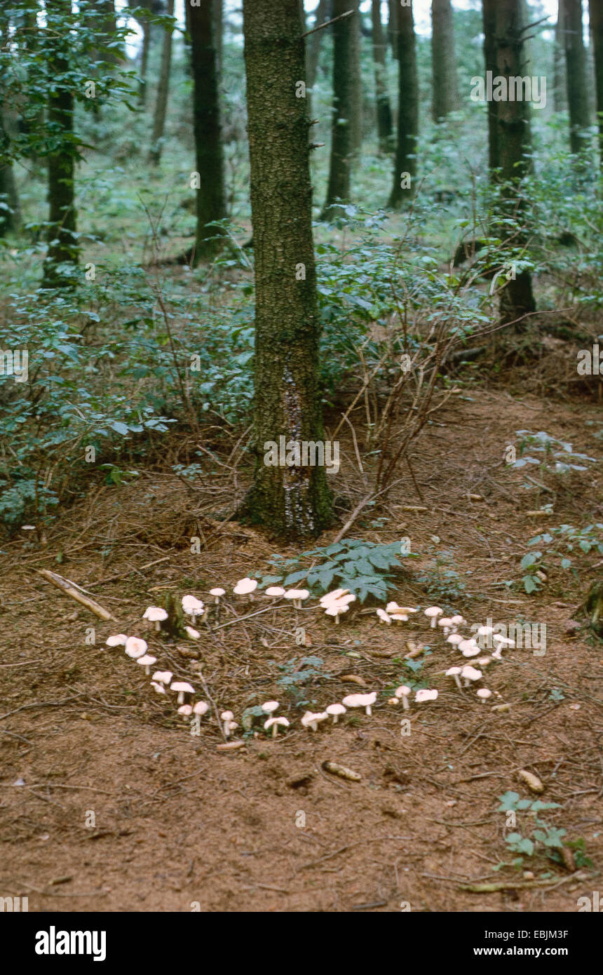 Anello di fairy su una foresta di conifere terra, Germania Foto Stock