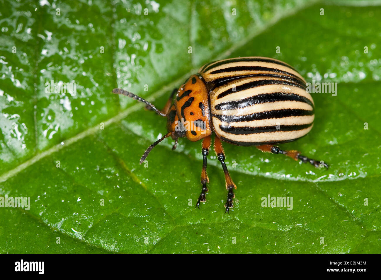 Il Colorado potato beetle, Colorado beetle, potato beetle (Leptinotarsa decemlineata), seduti su una pianta di patata foglia, Germania Foto Stock