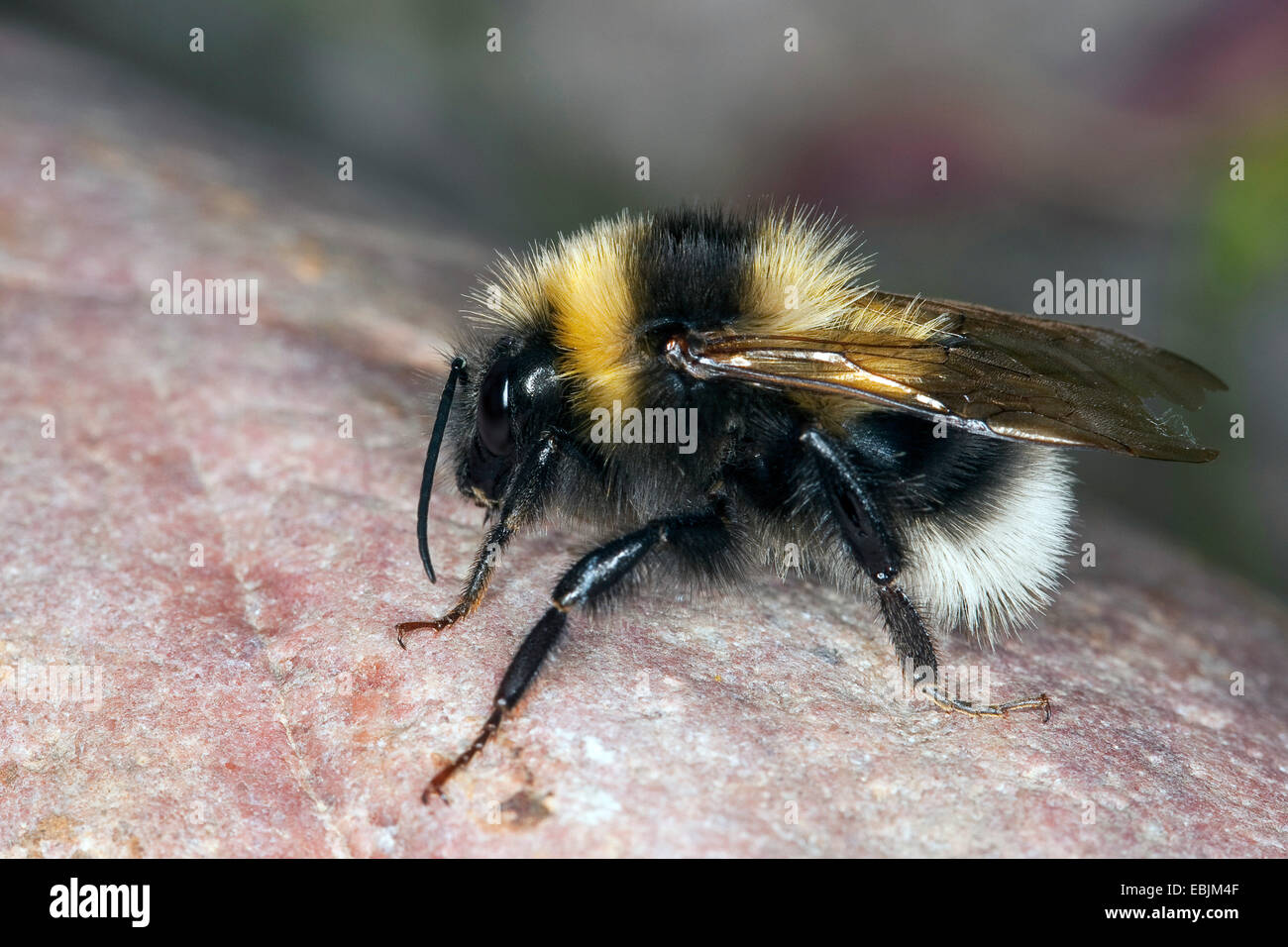 Piccolo giardino Bumble Bee (Bombus hortorum, Megabombus hortorum), maschio seduti sulla pietra rossastra, Germania Foto Stock