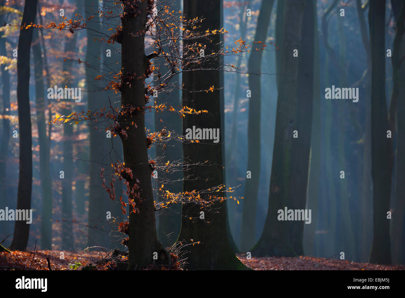 Comune di faggio (Fagus sylvatica), la foresta di faggio in autunno, in Germania, in Renania settentrionale-Vestfalia, Baumberge Foto Stock