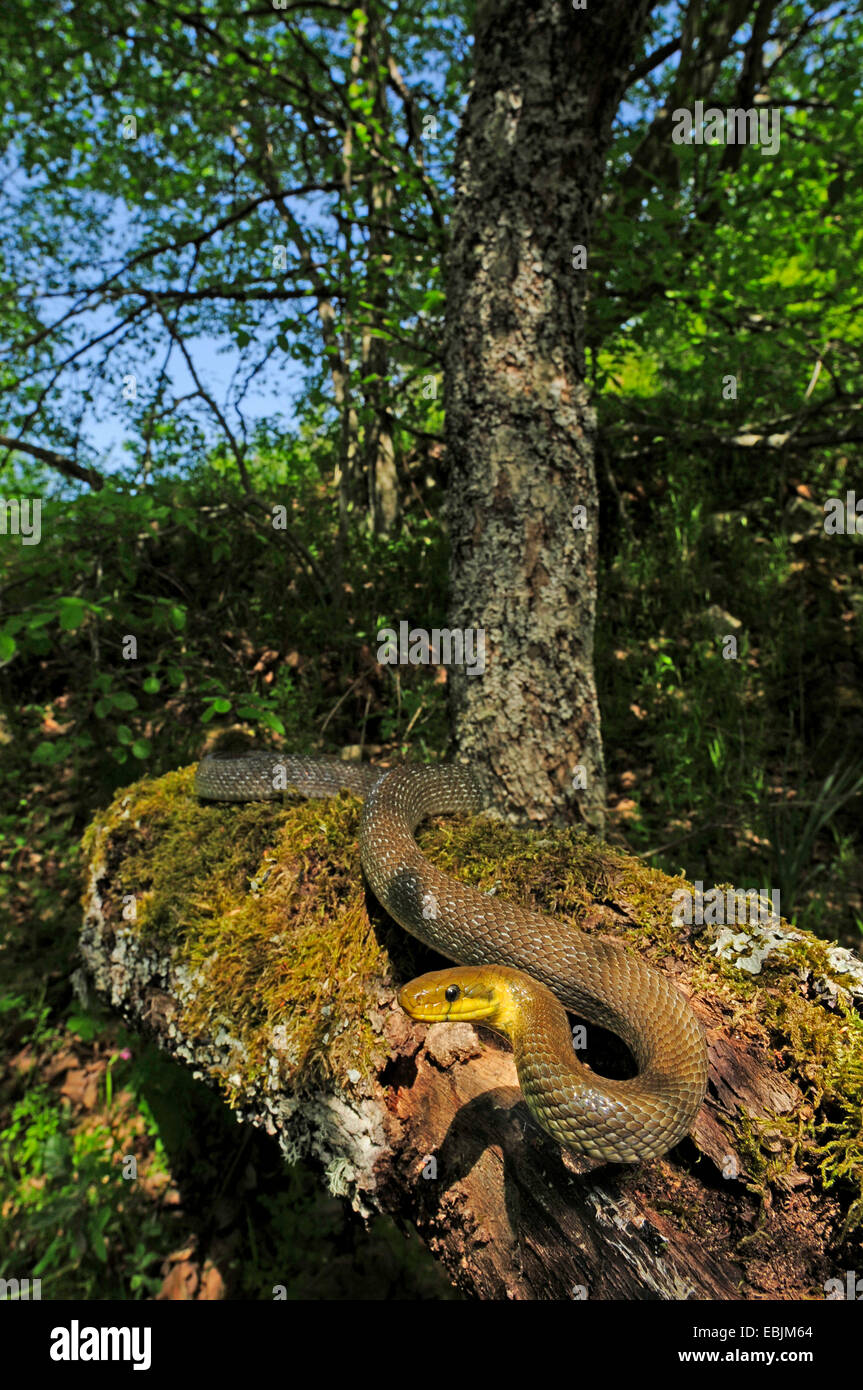 Saettone (Elaphe longissima, Zamenis longissimus), su una roccia di muschio, Grecia, Thrakien Foto Stock