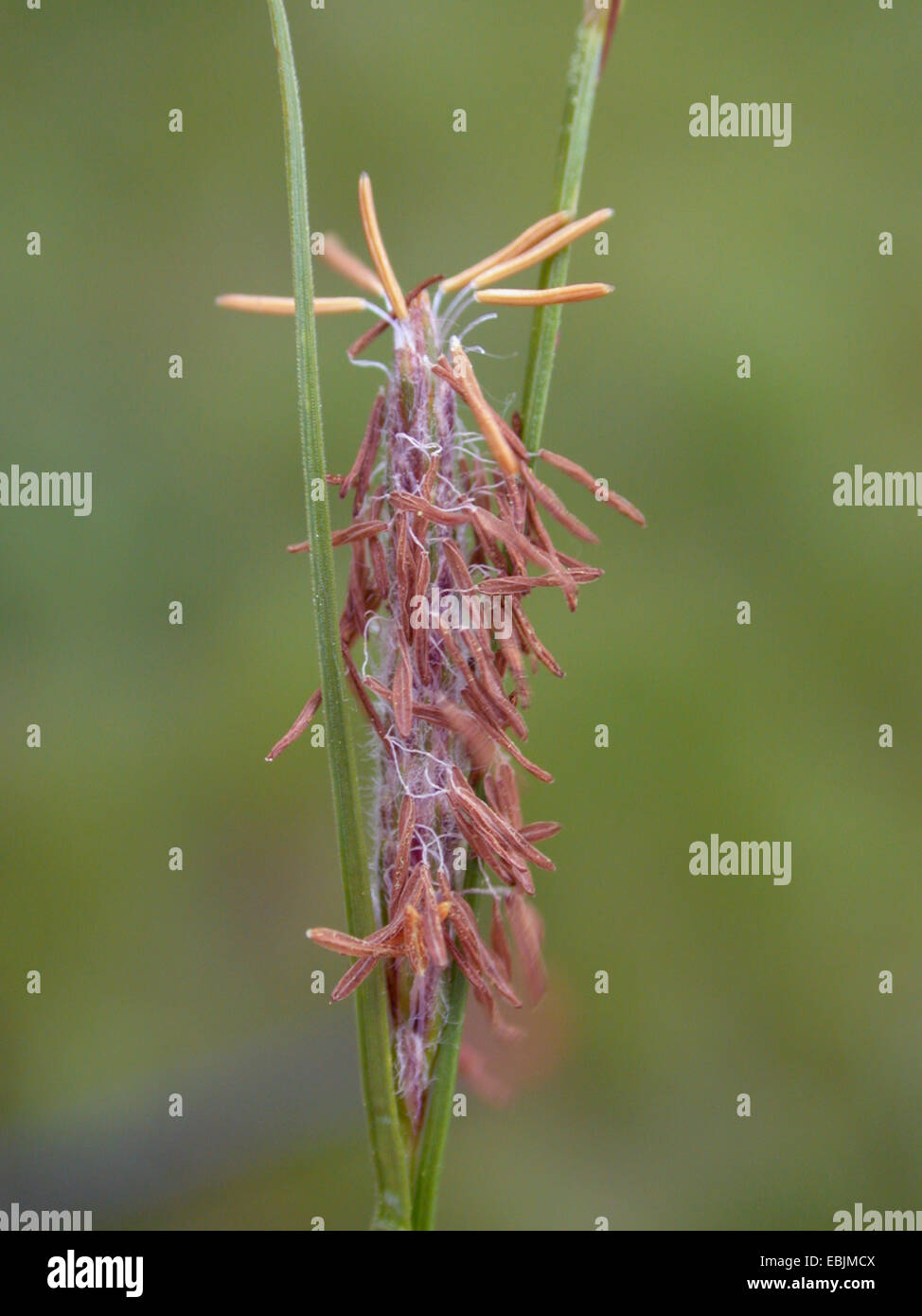 Hairy sedge (Carex hirta), infiorescenza maschile, Germania Foto Stock