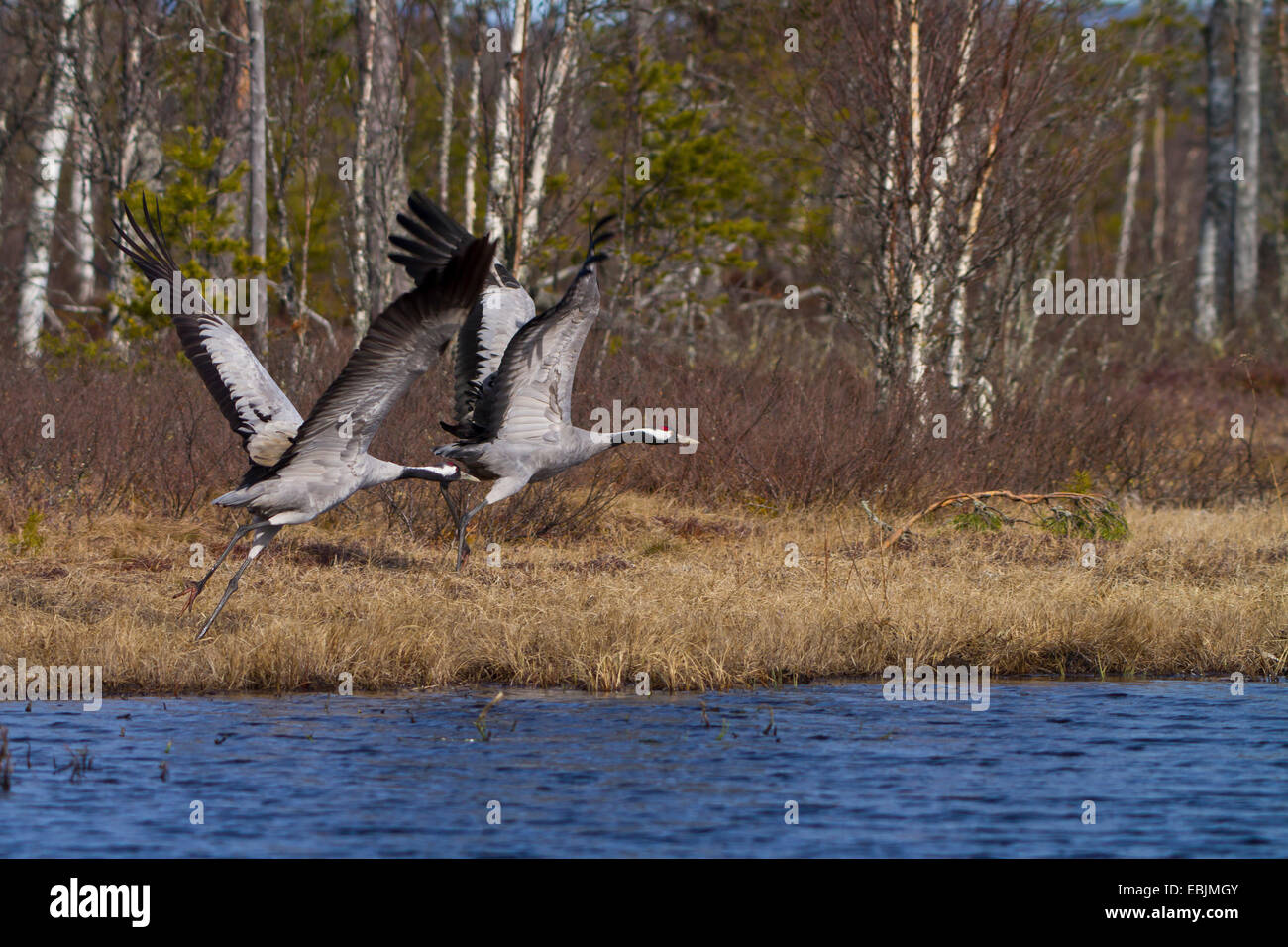 Comune, Gru Gru eurasiatica (grus grus), prendendo il largo matura in un lago, Svezia, Hamra Parco Nazionale Foto Stock
