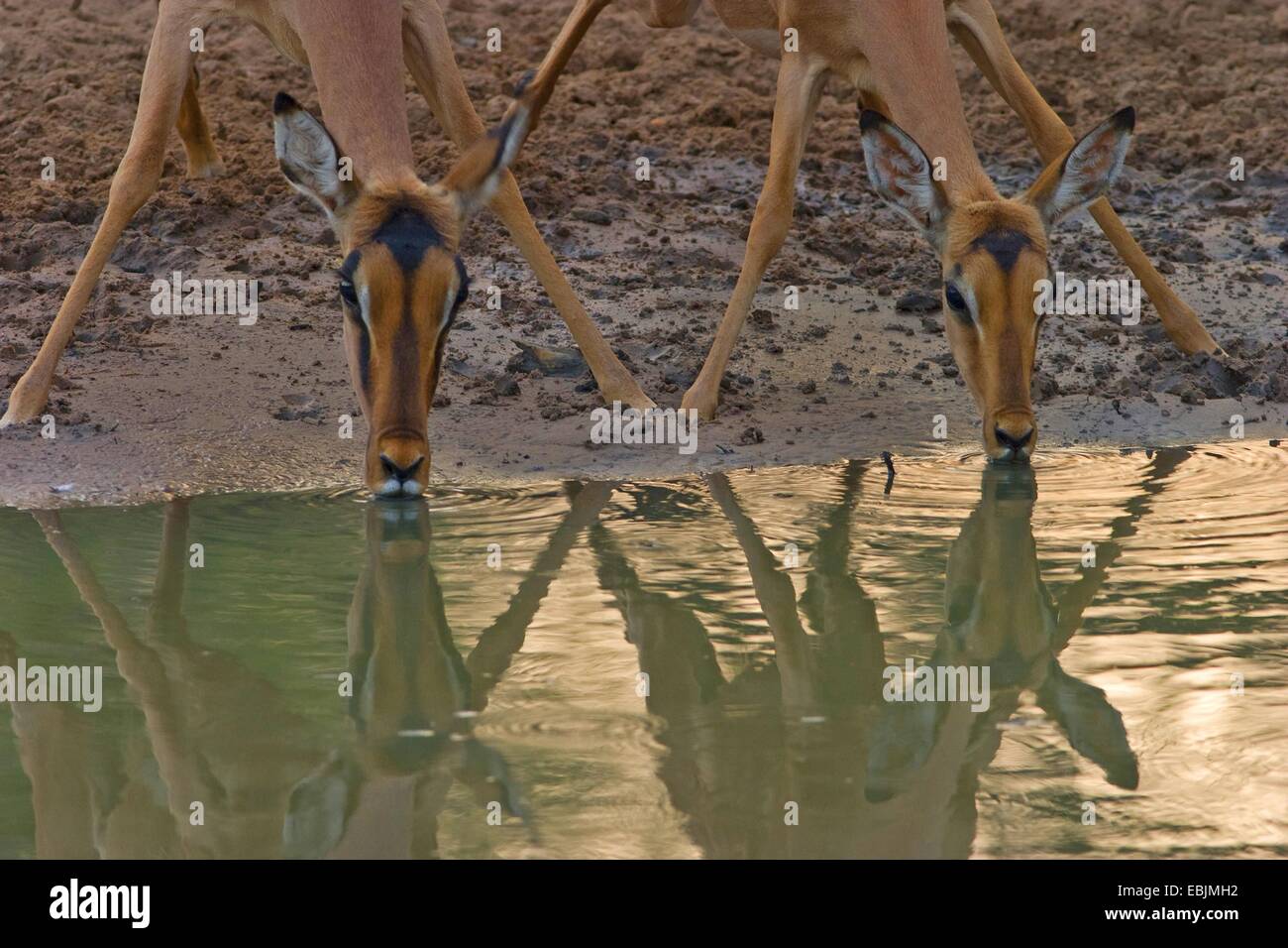 Impala (Aepyceros melampus), due impala bevendo al waterhole, Sud Africa, Kwazulu-Natal, Mkuze Game Reserve Foto Stock