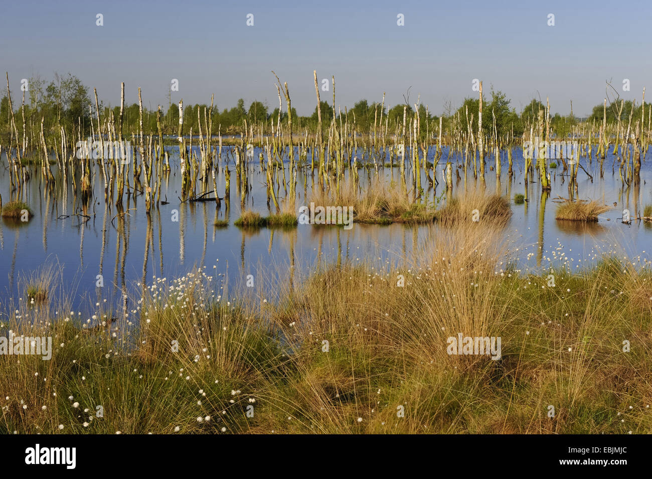 Cotone-erba (Eriophorum spec.), vista sull'rinaurata Goldenstedter Moor con betulle morendo torna, Germania, Bassa Sassonia, Goldenstedter Moor Foto Stock