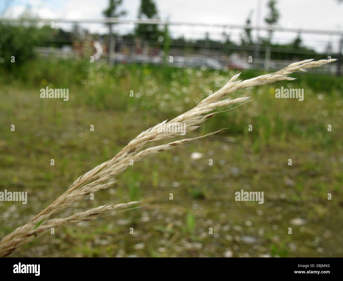 Interrotto apera, densa silkybent (Apera interrupta), infiorescenza, in Germania, in Renania settentrionale-Vestfalia Foto Stock