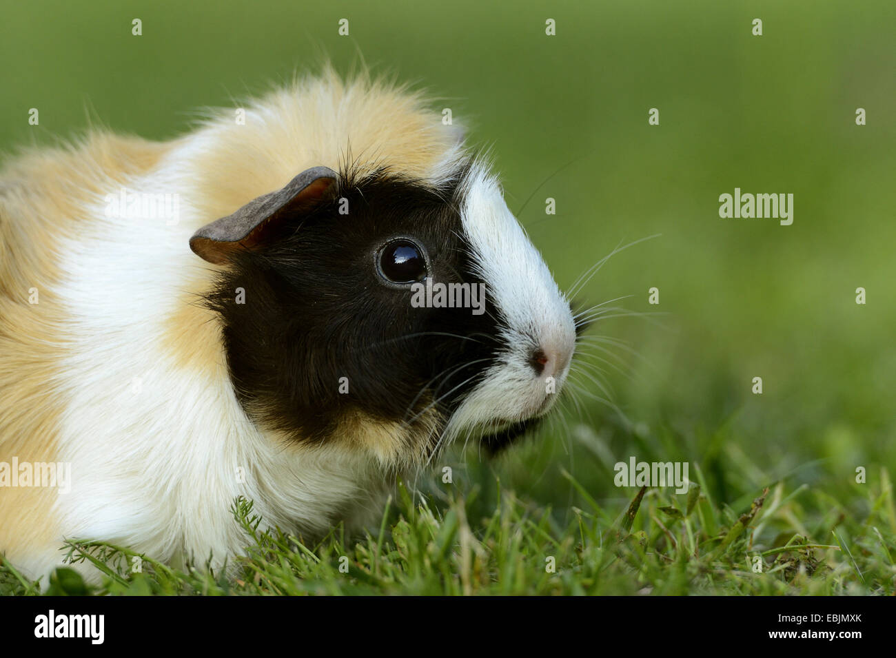 Guinea domestico maiale (cavia aperea f. porcellus), seduta in prato, vista laterale Foto Stock