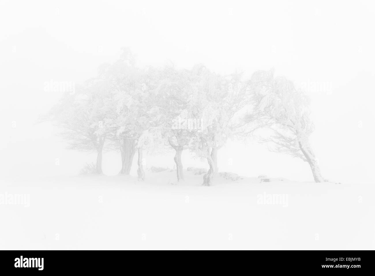Comune di faggio (Fagus sylvatica), grove nella fitta nebbia in una coperta di neve prato paesaggio, Svizzera Foto Stock