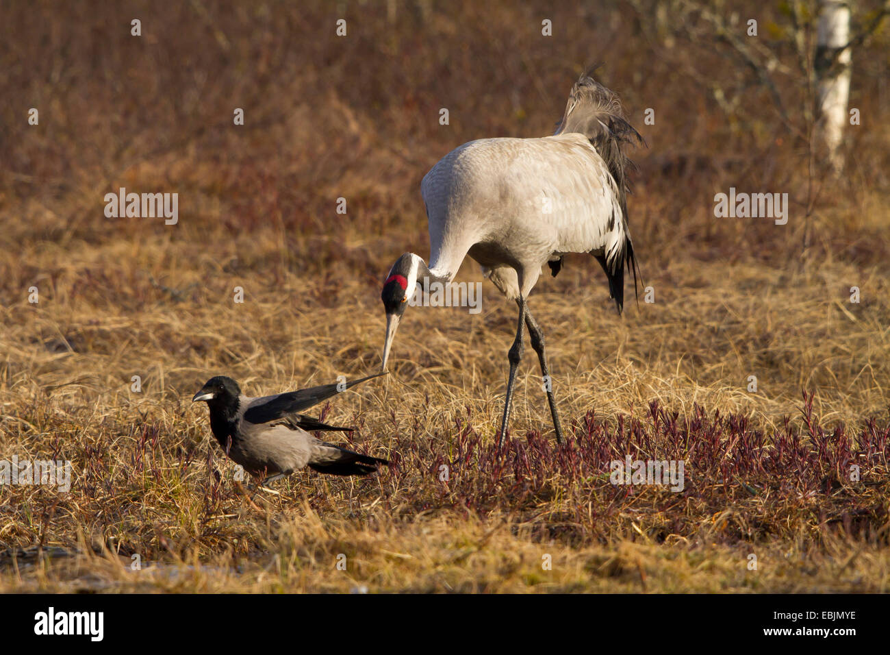 Comune, Gru Gru eurasiatica (grus grus), la ricerca del cibo con un hoodiecrow, Svezia, Hamra Parco Nazionale Foto Stock