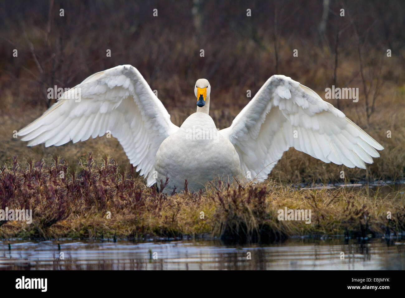 Whooper swan (Cygnus Cygnus), in corrispondenza di un lago con ali distese, Svezia, Hamra Parco Nazionale Foto Stock